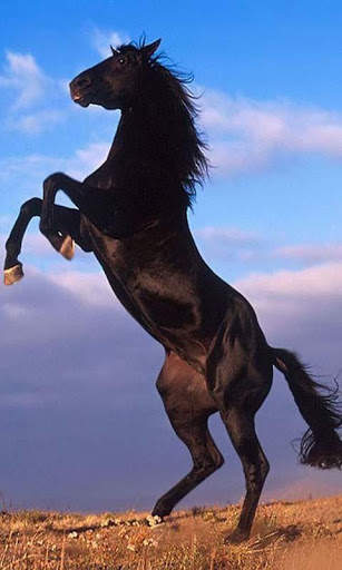 Horses Free Live Wallpaper HD screenshot 2