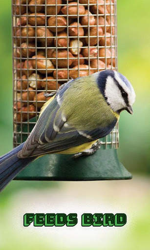 Feeds Bird screenshot 5