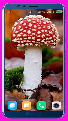 Mushroom HD Wallpaper screenshot 3