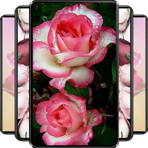 Rose Wallpaper 6.3