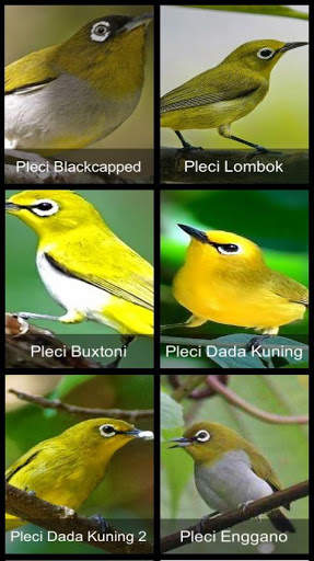 Suara Burung Pleci screenshot 1