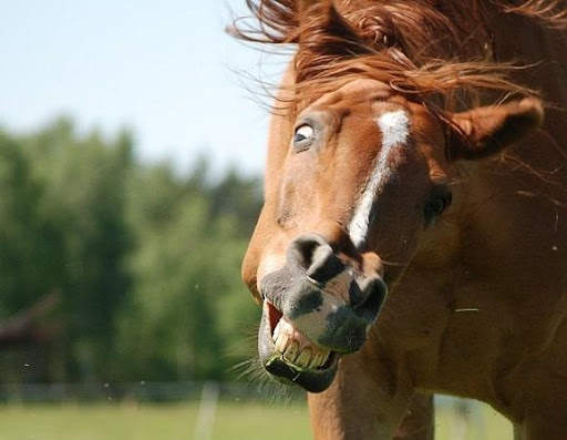 Funny Animal Pictures screenshot 1