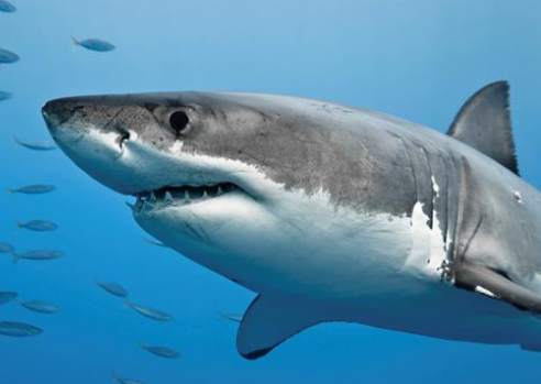 Shark Wallpaper Live screenshot 3