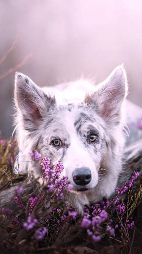 🐕 Husky Wallpapers – Cute Dog Wallpaper screenshot 1