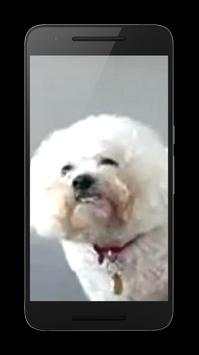 Dog Licks Screen Wallpaper screenshot 2