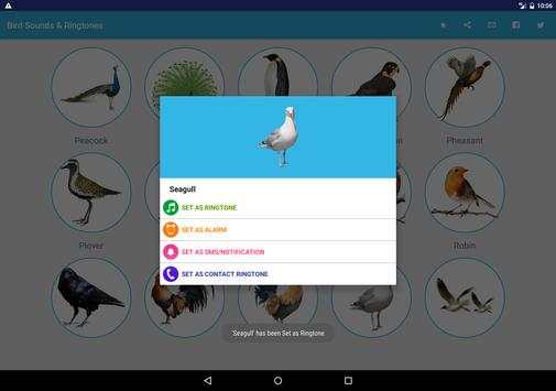 Bird Sounds & Ringtones screenshot 7