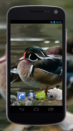 4K Colorful Ducks Video Live Wallpaper screenshot 4