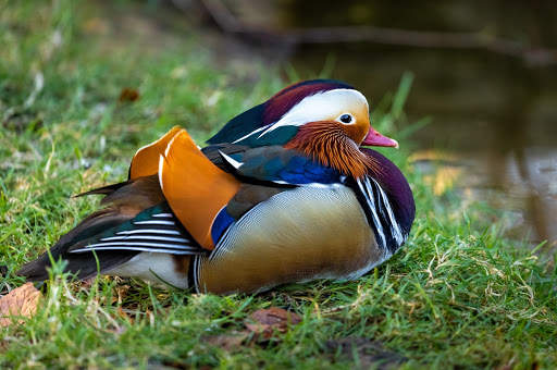 Birds Jigsaw Puzzles HD screenshot 3