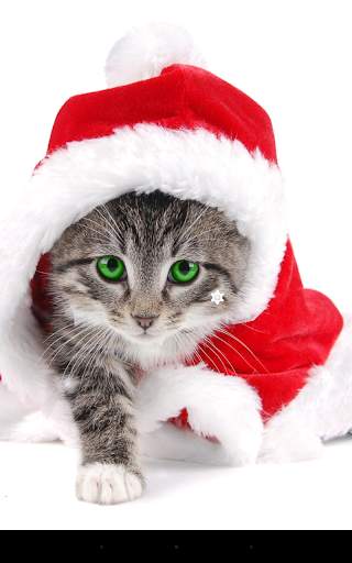 Christmas Cat Live Wallpaper screenshot 1