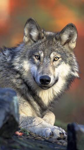 Wolf Wallpapers: Cool Animal Backgrounds Free screenshot 1