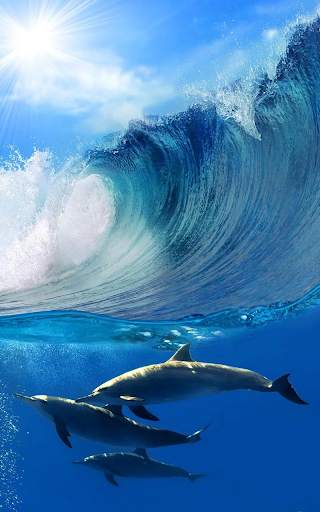 Dolphin Live Wallpaper HD screenshot 7