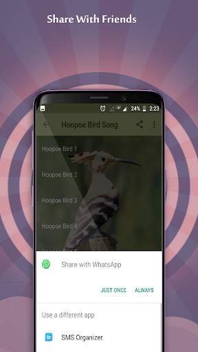 Hoopoe Bird Song скриншот 5