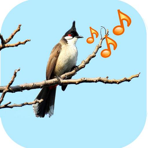 Singing Birds 1.2