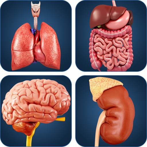 My Organs Anatomy 3.6