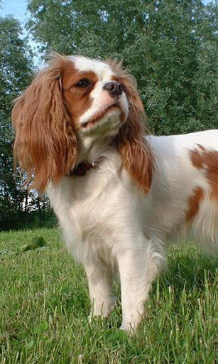 Cavalier King Charles Spaniels screenshot 2