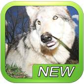 Wolf Wolves Puzzle Game 5.4