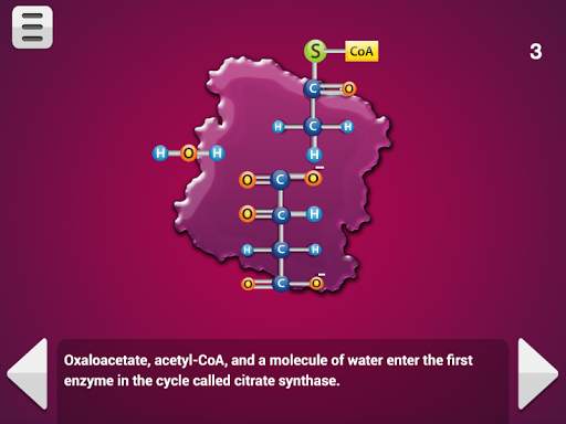 Biology Cellular Respiration screenshot 8