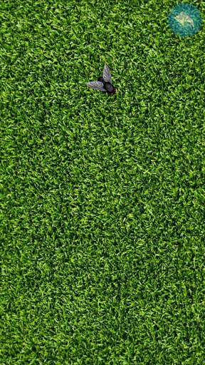 Fly on the screen - a game for the cat screenshot 2