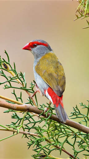 Bird Wallpapers HD screenshot 6