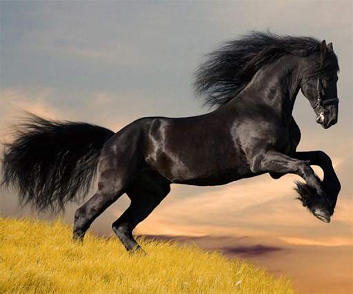 Horse Live Wallpaper screenshot 2