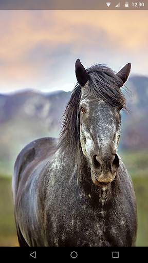 Horses Live Wallpaper screenshot 2