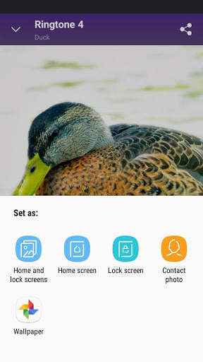 Duck - RINGTONES and WALLPAPERS screenshot 5