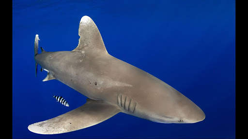 Tipped Reef Shark. Wallpapers screenshot 1