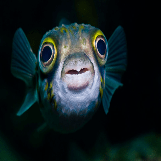 Angry Fish gamee आइकन