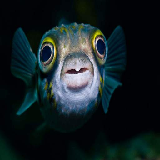 Angry Fish gamee 1.0