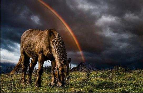 Horse Wallpapers screenshot 4