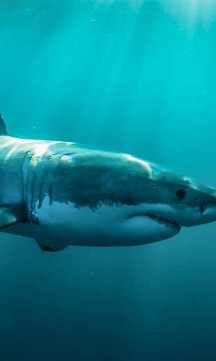Shark Live Wallpaper (Wallpapers & Backgrounds) screenshot 2