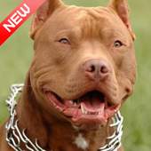 Pitbull Wallpaper 1.0.9