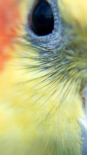 Cockatiels Bird Wallpapers HD screenshot 2