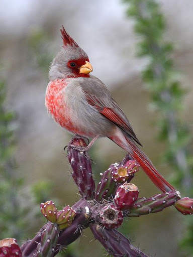 Bird Puzzle स्क्रीनशॉट 6