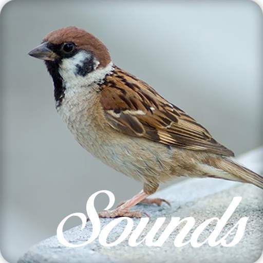Sparrow Bird Song Sounds and Ringtone 4.0.0