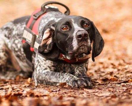 Funny Dog Jigsaw Puzzles screenshot 4