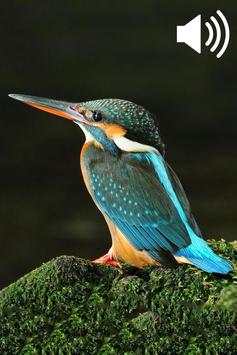 Bird Sounds Ringtones screenshot 1