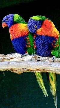 Beautiful Birds Wallpapers HD screenshot 10