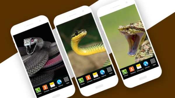 Snake Live Wallpaper screenshot 4