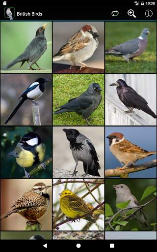 British Birds screenshot 8