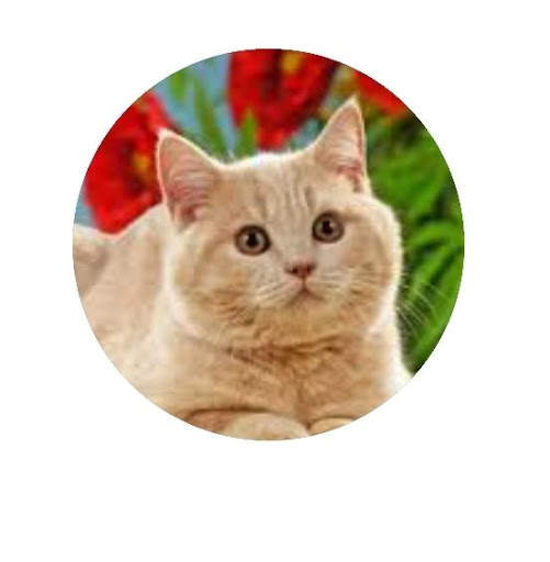 Funny Animal Sounds -By Rio screenshot 4