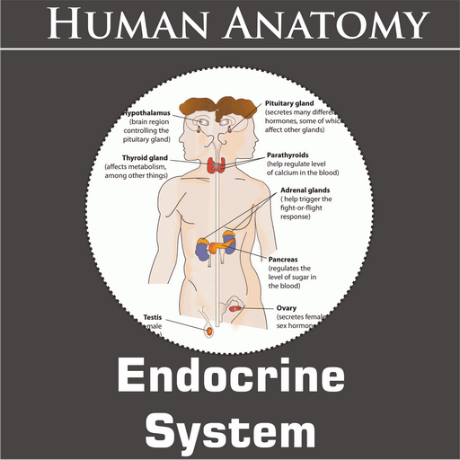 Endocrine System icon