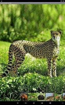 Wild Animals Sounds screenshot 12