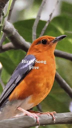 Bird Sound Plus स्क्रीनशॉट 6