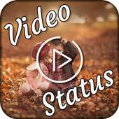 Cute Video Status 1.1