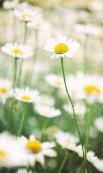 Flowers Wallpapers. скриншот 2
