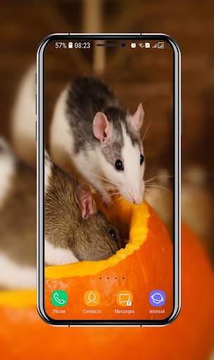 Cute Hamster Wallpaper screenshot 9