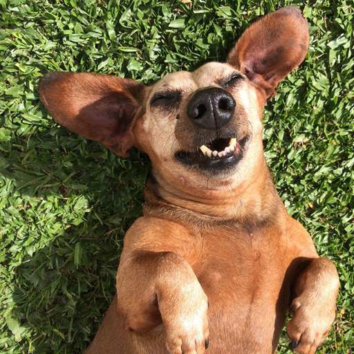 Funny animal videos 2020 🤣 1.0.2