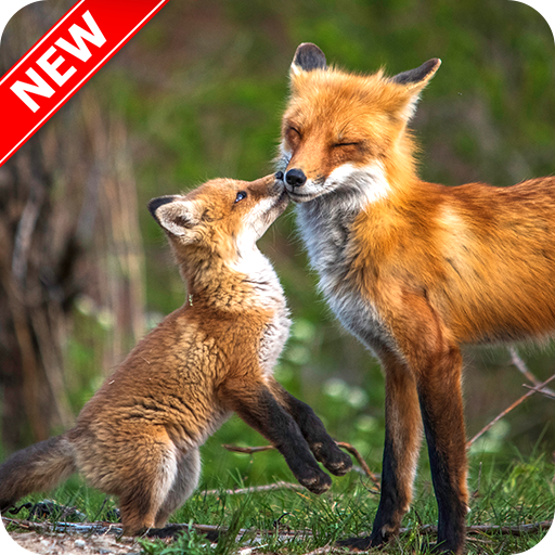 Fox Wallpaper icon