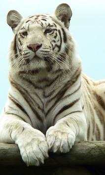 White tiger wallpapers screenshot 2